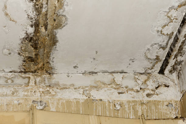 Best Industrial Mold Remediation  in Ome, GA