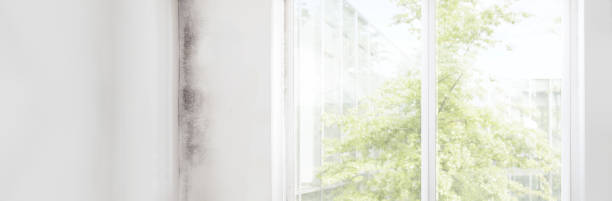 Professional Mold Removal in Omega, GA